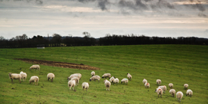Sheep grazing a field in North Piddle